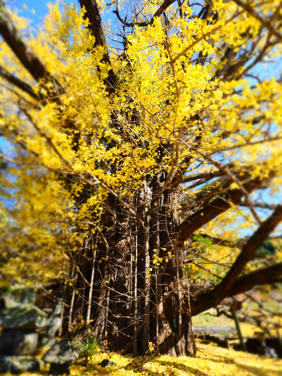 下城の大イチョウ | 黒川温泉公式サイト｜熊本・阿蘇の温泉地