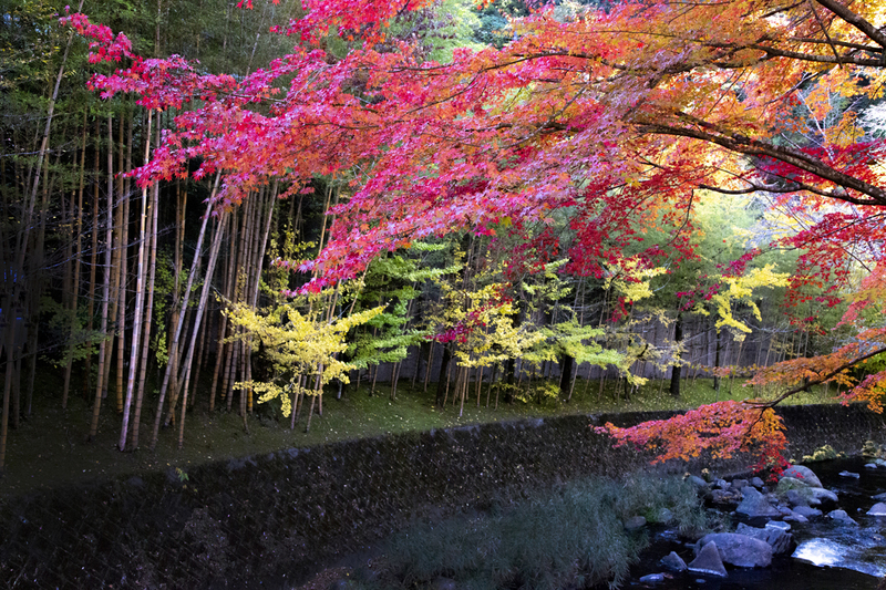 もうすぐ紅葉の画像