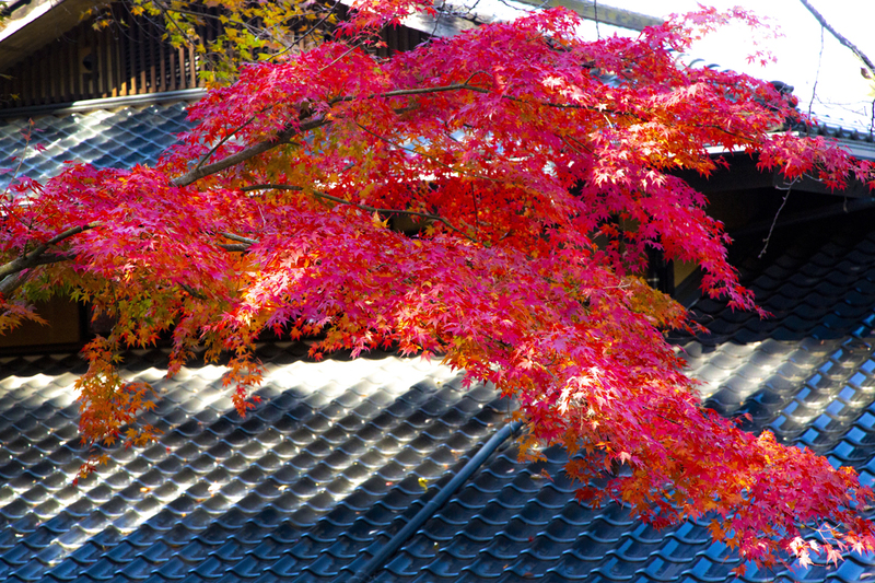 紅葉が見頃です。の画像