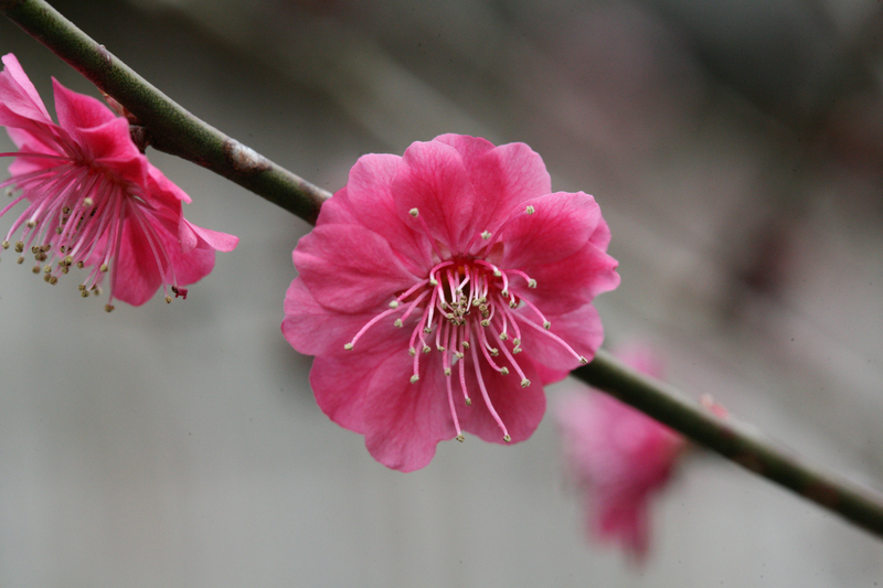 温泉街の花の画像