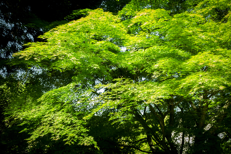 新緑の頃の画像