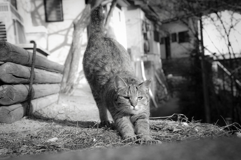 温泉街の猫たち