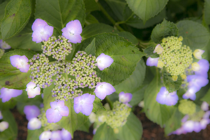 紫陽花
